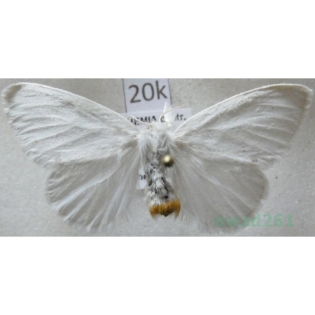 Euproctis similis (Fuessly, 1775) male Kuprówka złotnica Czech20k